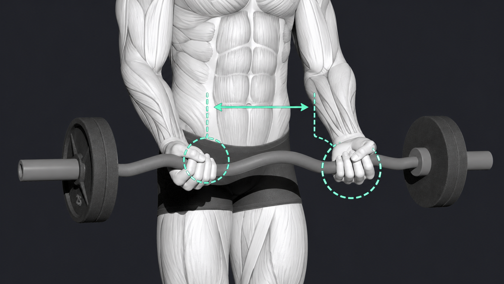 EZ-Bar Bicep Curl — Grip width